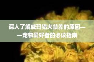 深入了解威玛猎犬禁养的原因——宠物爱好者的必读指南