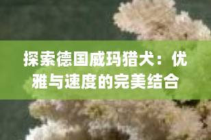 探索德国威玛猎犬：优雅与速度的完美结合