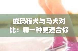 威玛猎犬与马犬对比：哪一种更适合你？