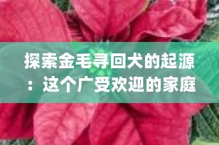 探索金毛寻回犬的起源：这个广受欢迎的家庭伴侣来自哪个国家？