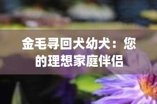 金毛寻回犬幼犬：您的理想家庭伴侣