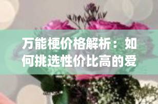 万能梗价格解析：如何挑选性价比高的爱宠