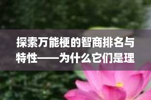 探索万能梗的智商排名与特性——为什么它们是理想的家庭宠物