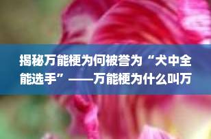 揭秘万能梗为何被誉为“犬中全能选手”——万能梗为什么叫万能梗