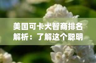 美国可卡犬智商排名解析：了解这个聪明的小猎犬