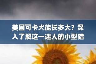 美国可卡犬能长多大？深入了解这一迷人的小型猎犬