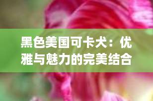 黑色美国可卡犬：优雅与魅力的完美结合