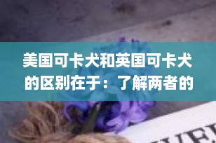 美国可卡犬和英国可卡犬的区别在于：了解两者的不同，选择最适合您的宠物伴侣