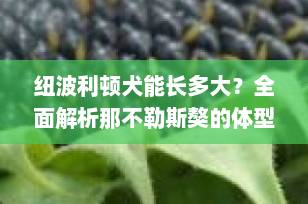 纽波利顿犬能长多大？全面解析那不勒斯獒的体型与成长