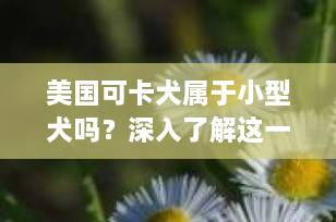 美国可卡犬属于小型犬吗？深入了解这一迷人的中型伴侣犬