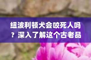 纽波利顿犬会咬死人吗？深入了解这个古老品种的真实面貌