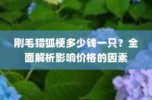 刚毛猎狐梗多少钱一只？全面解析影响价格的因素