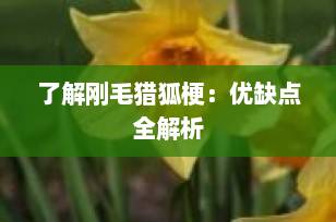 了解刚毛猎狐梗：优缺点全解析