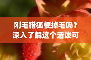刚毛猎狐梗掉毛吗？深入了解这个活泼可爱的犬种及其护理需求