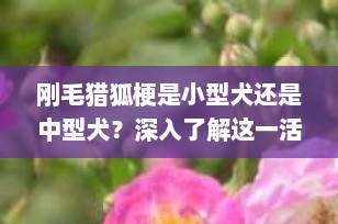 刚毛猎狐梗是小型犬还是中型犬？深入了解这一活力四射的伴侣犬
