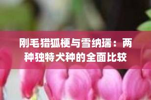刚毛猎狐梗与雪纳瑞：两种独特犬种的全面比较