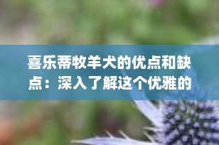 喜乐蒂牧羊犬的优点和缺点：深入了解这个优雅的家庭伴侣