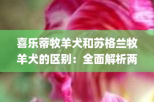 喜乐蒂牧羊犬和苏格兰牧羊犬的区别：全面解析两种迷人的柯利犬