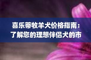 喜乐蒂牧羊犬价格指南：了解您的理想伴侣犬的市场价值