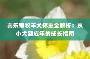 喜乐蒂牧羊犬体重全解析：从小犬到成年的成长指南