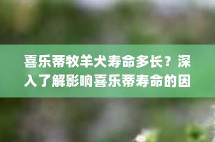 喜乐蒂牧羊犬寿命多长？深入了解影响喜乐蒂寿命的因素及延长寿命的方法