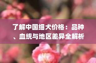 了解中国细犬价格：品种、血统与地区差异全解析