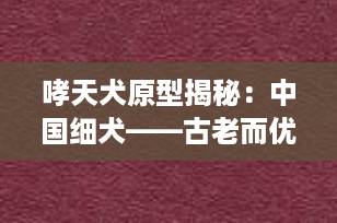 哮天犬原型揭秘：中国细犬——古老而优雅的猎犬传奇
