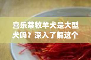 喜乐蒂牧羊犬是大型犬吗？深入了解这个中型犬的魅力与特性