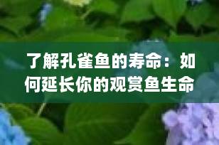 了解孔雀鱼的寿命：如何延长你的观赏鱼生命
