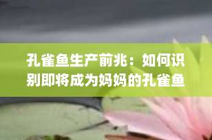 孔雀鱼生产前兆：如何识别即将成为妈妈的孔雀鱼