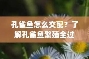 孔雀鱼怎么交配？了解孔雀鱼繁殖全过程，打造健康繁殖环境