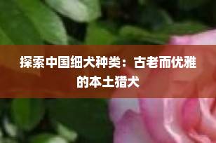 探索中国细犬种类：古老而优雅的本土猎犬