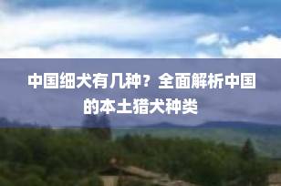中国细犬有几种？全面解析中国的本土猎犬种类