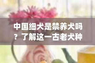 中国细犬是禁养犬吗？了解这一古老犬种的现状与挑战