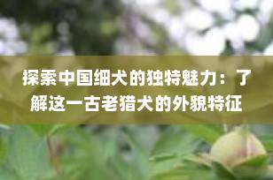 探索中国细犬的独特魅力：了解这一古老猎犬的外貌特征