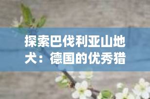 探索巴伐利亚山地犬：德国的优秀猎犬与家庭伴侣
