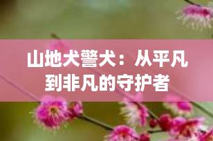 山地犬警犬：从平凡到非凡的守护者