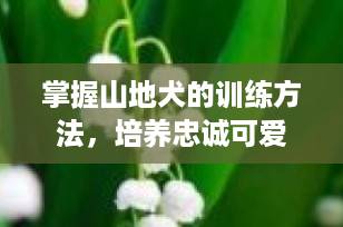 掌握山地犬的训练方法，培养忠诚可爱的伴侣