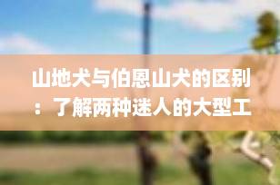山地犬与伯恩山犬的区别：了解两种迷人的大型工作犬