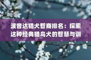 波音达猎犬智商排名：探索这种经典猎鸟犬的智慧与训练潜力