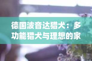 德国波音达猎犬：多功能猎犬与理想的家庭伴侣