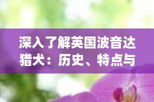 深入了解英国波音达猎犬：历史、特点与饲养指南
