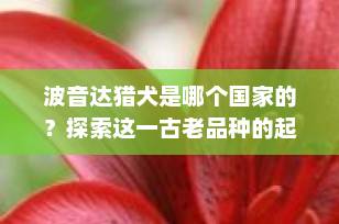 波音达猎犬是哪个国家的？探索这一古老品种的起源与传承