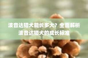 波音达猎犬能长多大？全面解析波音达猎犬的成长标准