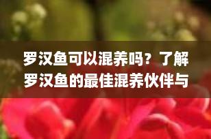 罗汉鱼可以混养吗？了解罗汉鱼的最佳混养伙伴与注意事项
