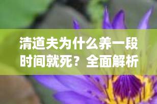 清道夫为什么养一段时间就死？全面解析与解决之道