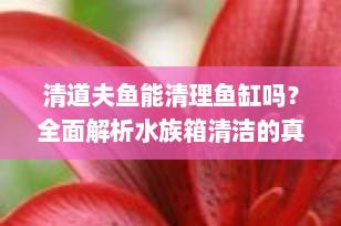 清道夫鱼能清理鱼缸吗？全面解析水族箱清洁的真相