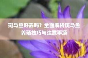 斑马鱼好养吗？全面解析斑马鱼养殖技巧与注意事项