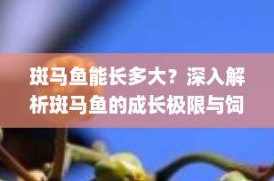 斑马鱼能长多大？深入解析斑马鱼的成长极限与饲养技巧