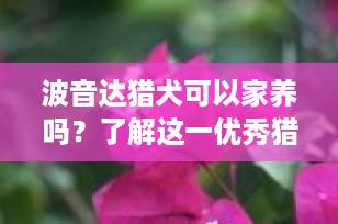 波音达猎犬可以家养吗？了解这一优秀猎犬的家养指南